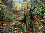 Bieszczady, potok w lesie