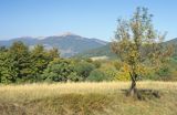 Samotnie rosnąca jarzębina, Bieszczady