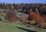 Pasmo żuków, Bieszczady, Polska, Europa