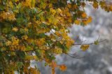 śnieg jesienią, Bieszczady