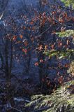 las przy szlaku Wołosate-Rozsypaniec, Bieszczady, Bieszczadzki Park Narodowy