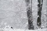 buczyna, Bieszczady