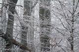 buczyna, Bieszczady