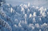 las, Bieszczady, na Jawornikach