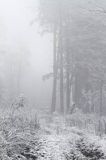 stokówka we mgle, Bieszczady, na Jawornikach