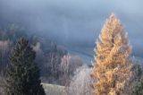 modrzew Larix decidua we mgle, Bieszczady