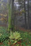 las na Otrycie, Park Krajobrazowy Doliny Sanu, Bieszczady