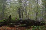 las na Otrycie, Park Krajobrazowy Doliny Sanu, Bieszczady