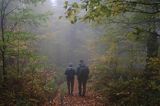 wędrówka niebieskim szlakiem przez las na Otrycie, Park Krajobrazowy Doliny Sanu, Bieszczady