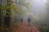 wędrówka niebieskim szlakiem przez las na Otrycie, Park Krajobrazowy Doliny Sanu, Bieszczady