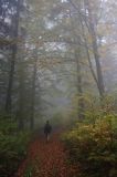 wędrówka niebieskim szlakiem przez las na Otrycie, Park Krajobrazowy Doliny Sanu, Bieszczady