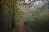 wędrówka niebieskim szlakiem przez las na Otrycie, Park Krajobrazowy Doliny Sanu, Bieszczady