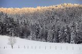 las zimowy, Jaworniki, Bieszczady, dolina żłobka