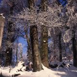 buczyna karpacka, Bieszczady