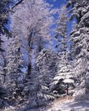 Bieszczady, na Otrycie