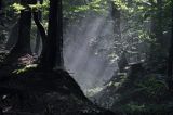 świt w lesie, Bieszczady