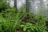 Las we mgle, Bieszczady