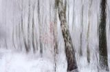 Zima, Bieszczady, las brzozowy, impresja