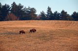 żubr, Bison bonasus, Bieszczady