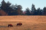 żubr, Bison bonasus, Bieszczady