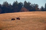 żubr, Bison bonasus, Bieszczady