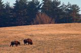 żubr, Bison bonasus, Bieszczady