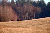 żubr, Bison bonasus, Bieszczady