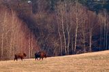 żubr, Bison bonasus, Bieszczady