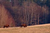 żubr, Bison bonasus, Bieszczady