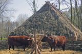 Biskupin muzeum archeologiczne