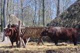 Biskupin muzeum archeologiczne gród