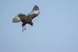 Błotniak stawowy, Circus aeruginosus, samiec