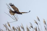 Błotniak stawowy, Circus aeruginosus, sylwetka