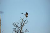Błotniak stawowy, Circus aeruginosus, samica