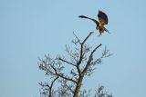 Błotniak stawowy, Circus aeruginosus, samica