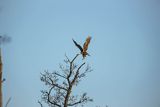 Błotniak stawowy, Circus aeruginosus, samica