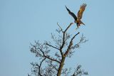 Błotniak stawowy, Circus aeruginosus, samica