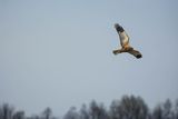 Błotniak stawowy, Circus aeruginosus, sylwetka
