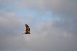 Błotniak stawowy, samica, Circus aeruginosus