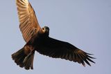Błotniak stawowy, samica, Circus aeruginosus