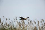 Błotniak stawowy, samica, Circus aeruginosus