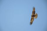 Błotniak stawowy, samica, Circus aeruginosus