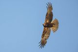 Błotniak stawowy, samica, Circus aeruginosus