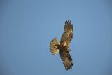 Błotniak stawowy, samica, Circus aeruginosus