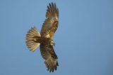 Błotniak stawowy, samica, Circus aeruginosus
