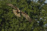 Błotniak stawowy, samica, Circus aeruginosus