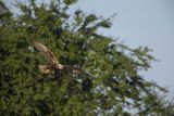 Błotniak stawowy, samica, Circus aeruginosus