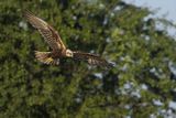 Błotniak stawowy, samica, Circus aeruginosus