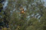 Błotniak stawowy, samica, Circus aeruginosus