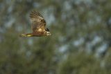 Błotniak stawowy, samica, Circus aeruginosus